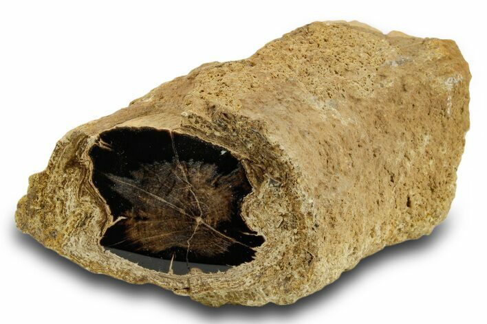 Stromatolite Covered Petrified Wood Limb - Wyoming #382242
